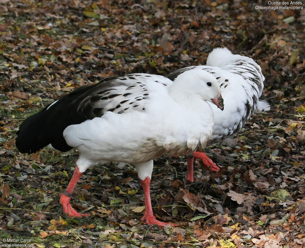 Andean Goose