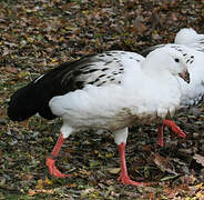 Andean Goose