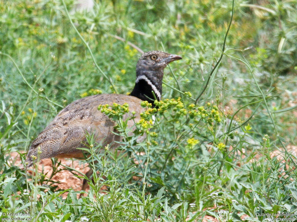 Little Bustard male adult breeding, identification