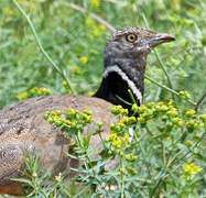 Little Bustard