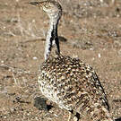 Outarde houbara