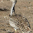 Outarde houbara