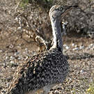 Outarde houbara