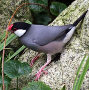 Java Sparrow