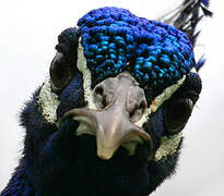 Indian Peafowl