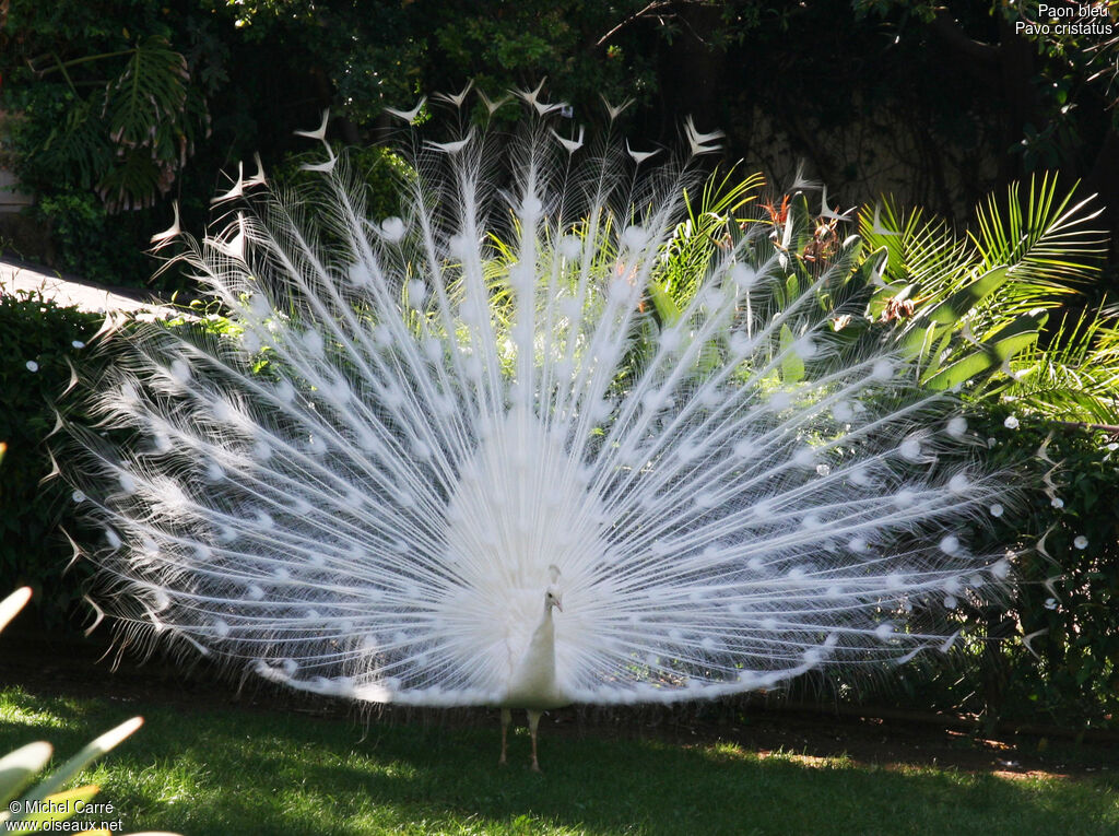 Indian Peafowl