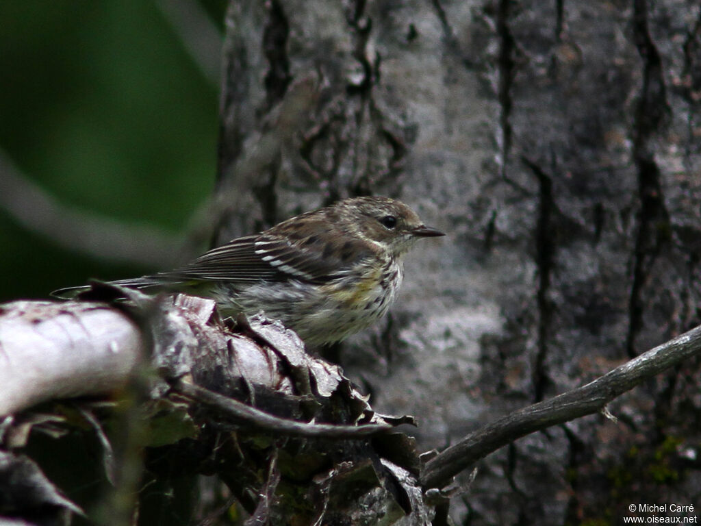 Myrtle Warbler male adult post breeding