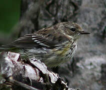 Myrtle Warbler