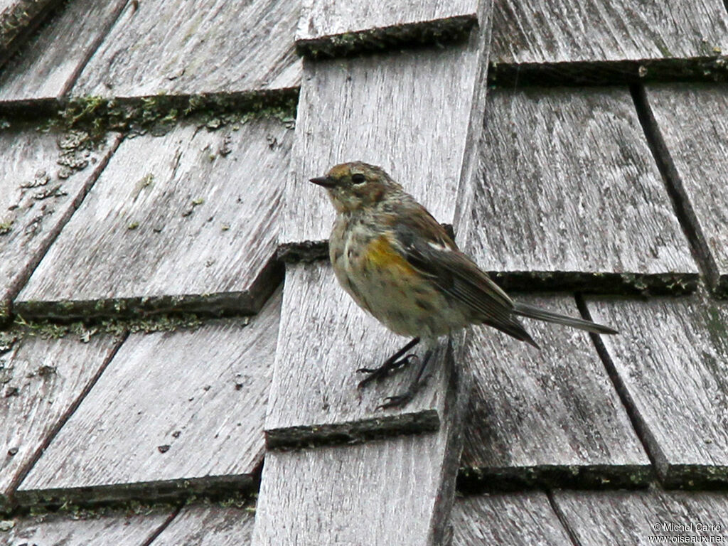 Paruline à croupion jaune mâle adulte internuptial