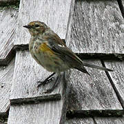 Myrtle Warbler