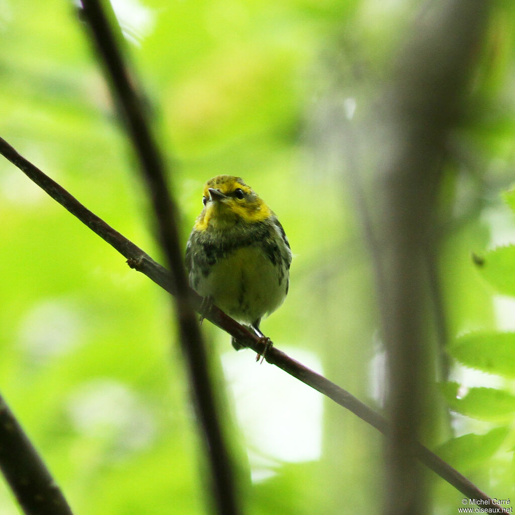 Black-throated Green Warbler