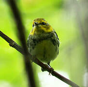 Black-throated Green Warbler