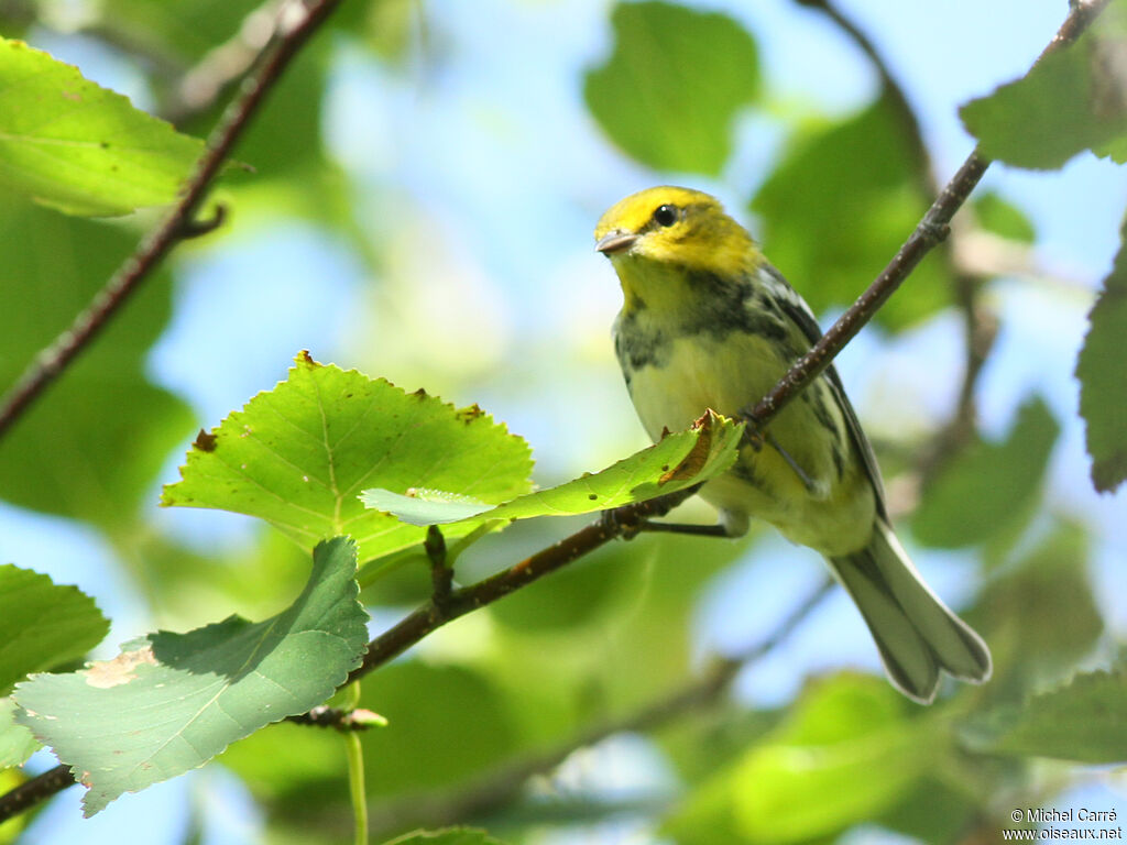 Black-throated Green Warbler