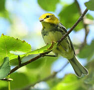 Black-throated Green Warbler