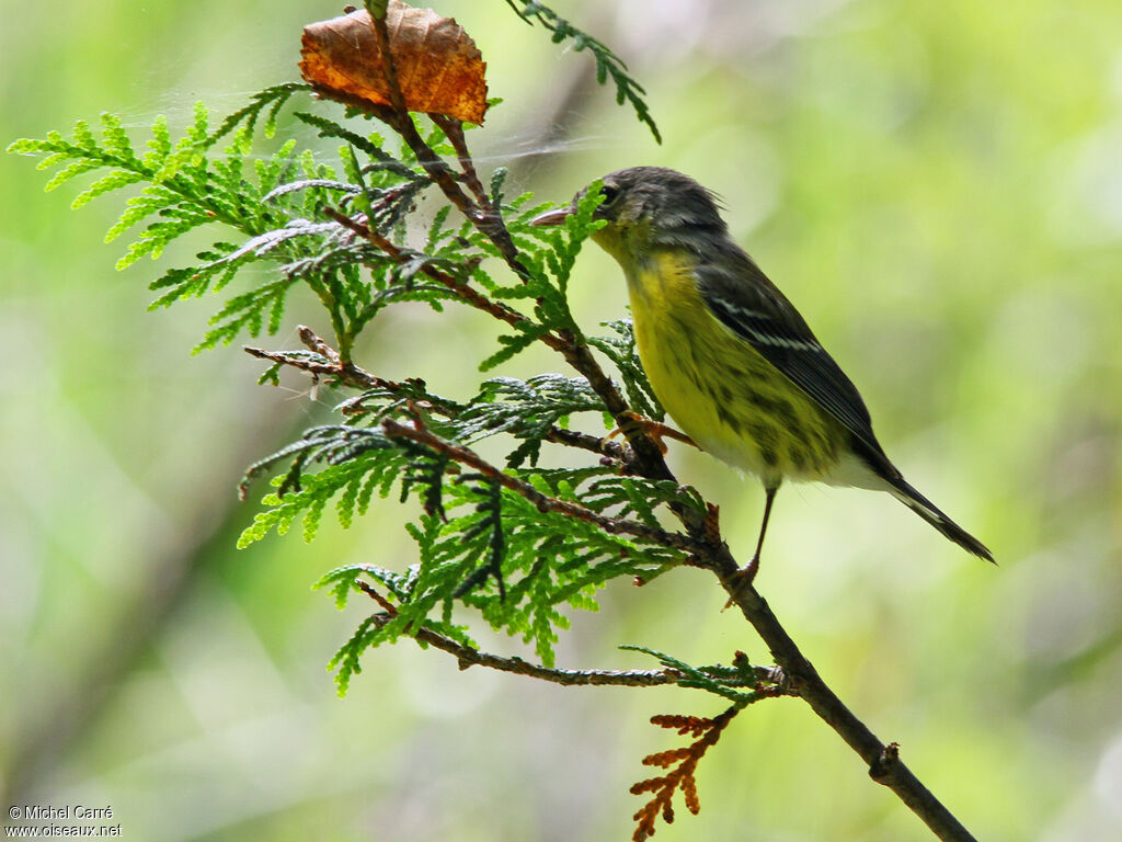 Magnolia Warbler