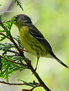 Magnolia Warbler