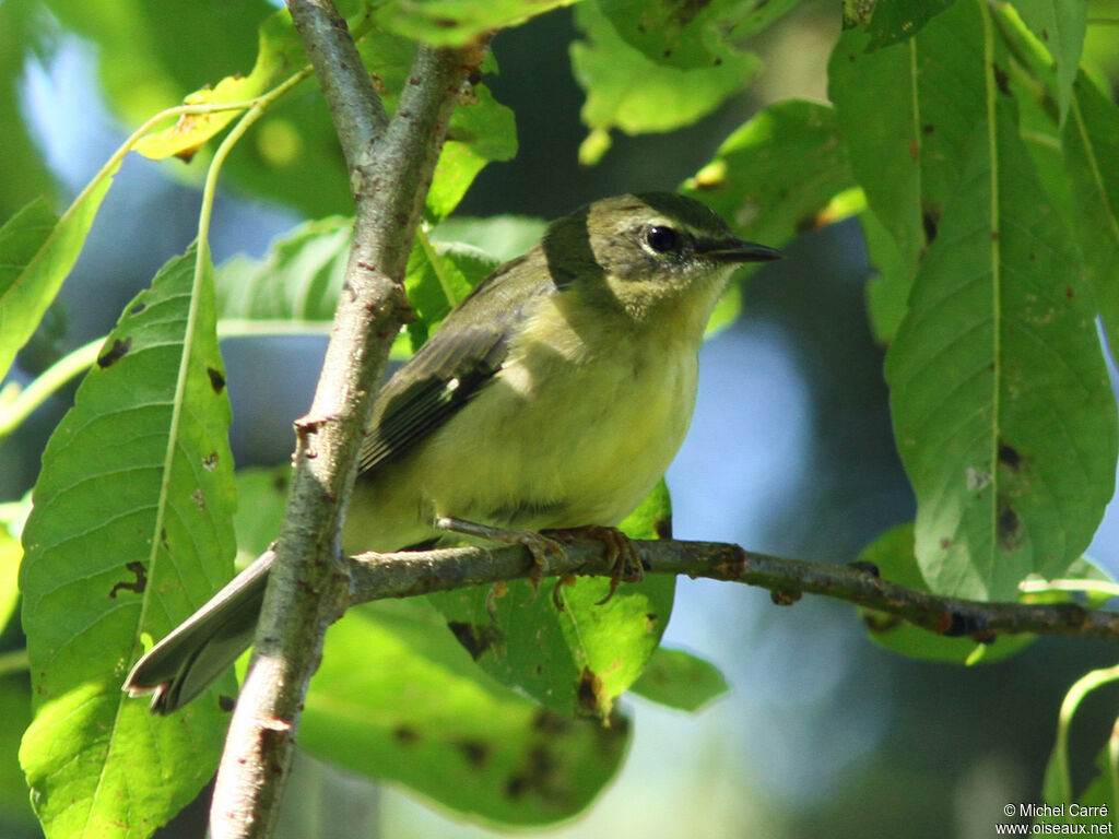 Black-throated Blue Warbler female adult