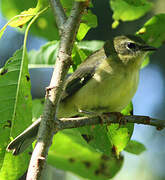 Black-throated Blue Warbler