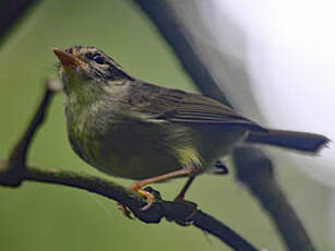 Paruline du Costa Rica
