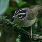 Paruline du Costa Rica