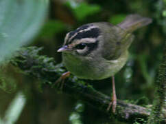 Paruline du Costa Rica