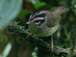 Paruline du Costa Rica