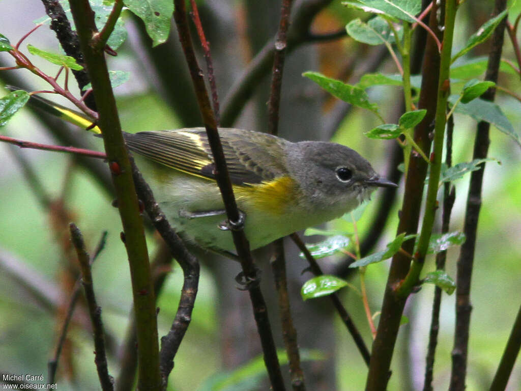 American Redstart female adult, habitat, pigmentation