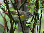 Paruline flamboyante