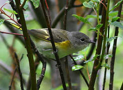 American Redstart