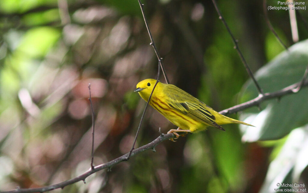 Paruline jaune mâle adulte nuptial