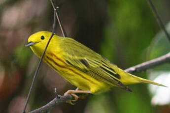 Paruline jaune