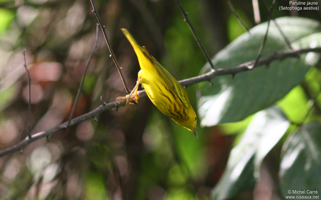American Yellow Warbler male adult