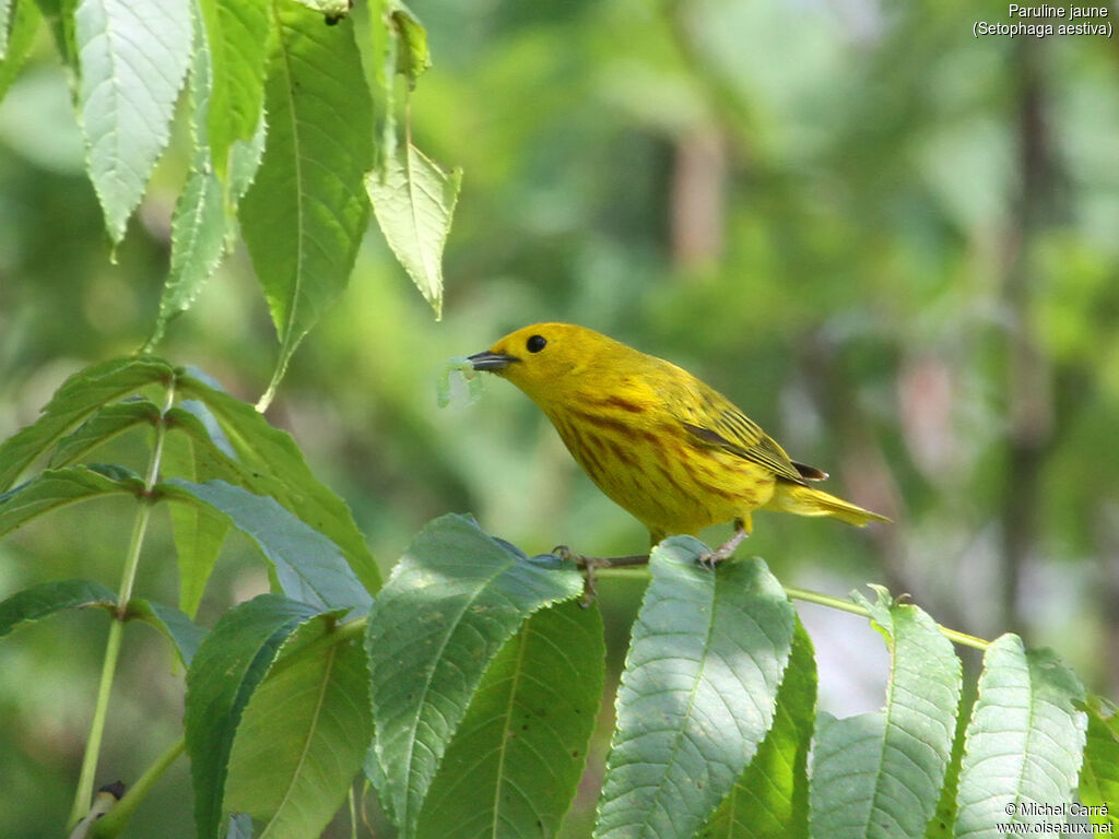 American Yellow Warbler