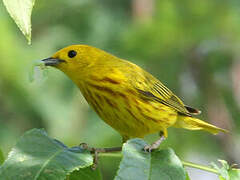 Paruline jaune