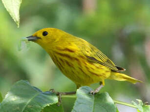 Paruline jaune