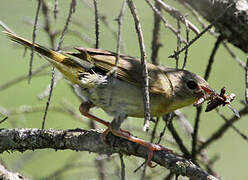 Common Yellowthroat