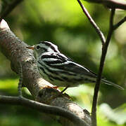 Black-and-white Warbler