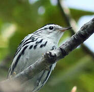 Black-and-white Warbler