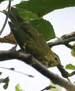 Tennessee Warbler