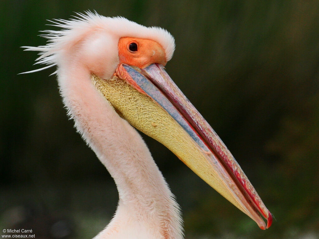 Great White Pelican male