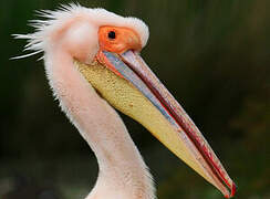 Great White Pelican