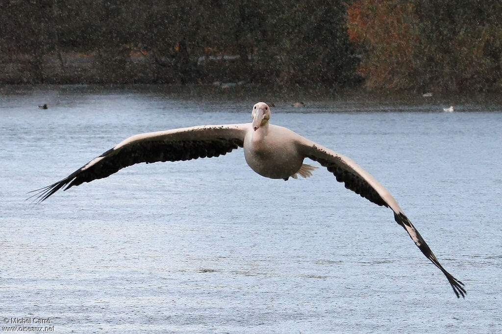 Great White Pelican