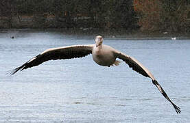 Great White Pelican