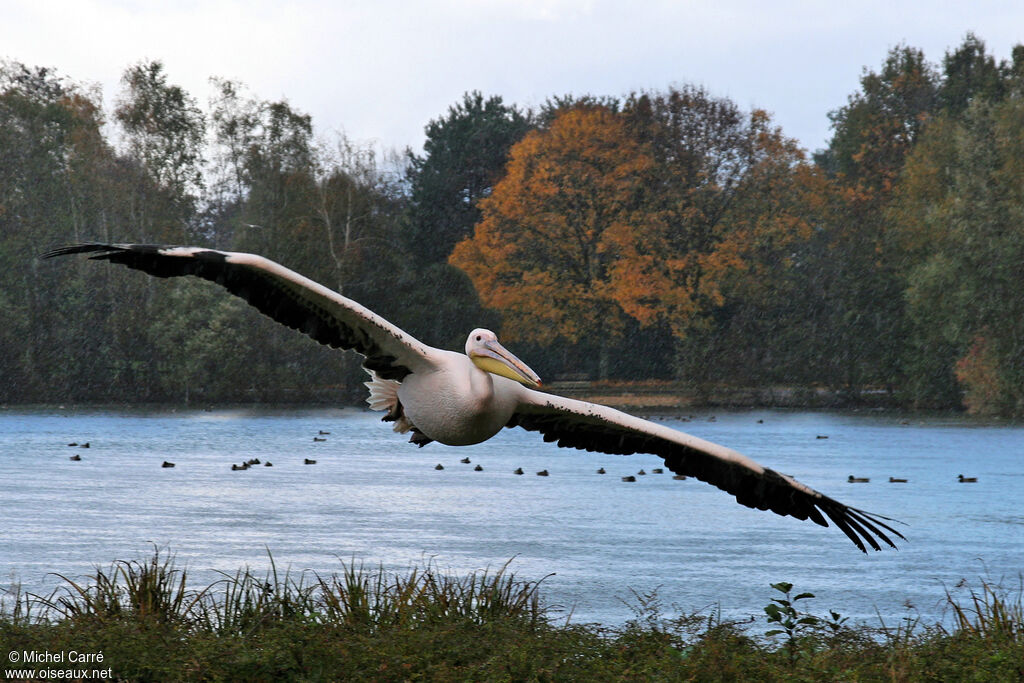 Pélican blanc