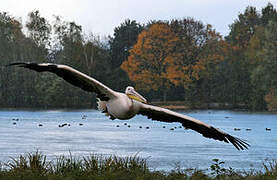 Great White Pelican