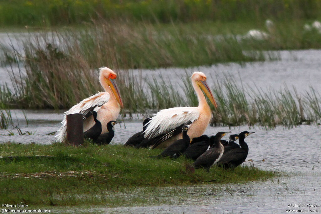 Great White Pelican