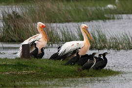 Great White Pelican