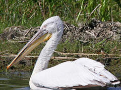 Dalmatian Pelican