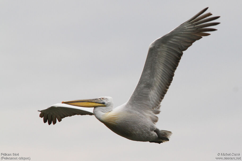 Dalmatian Pelican