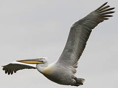 Dalmatian Pelican